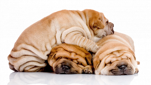 Покрывала "Шарпей"